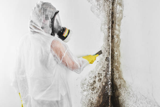 Best Best Mold Removal Companies  in Heathcote, NJ