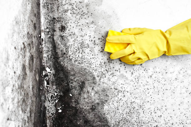 Best Local Mold Removal Service  in Heathcote, NJ