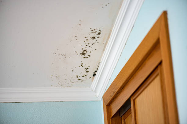 Best Mold Damage Repair  in Heathcote, NJ