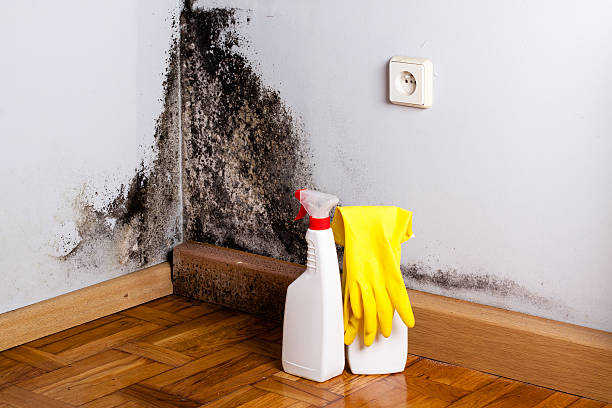 Best Office Mold Removal Services  in Heathcote, NJ