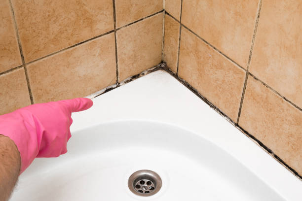 Best Mold Removal Near Me  in Heathcote, NJ