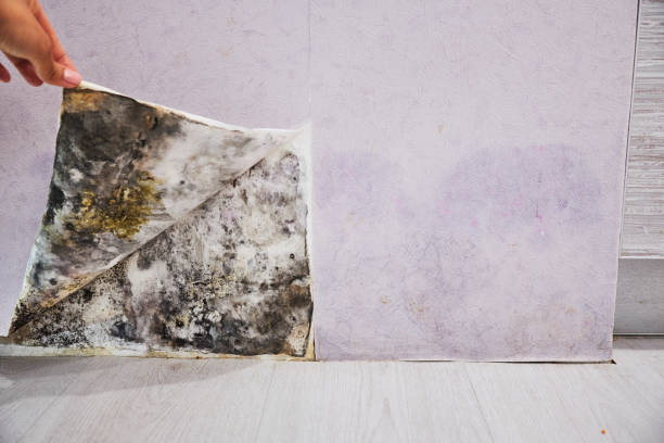  Heathcote, NJ Mold Removal Pros